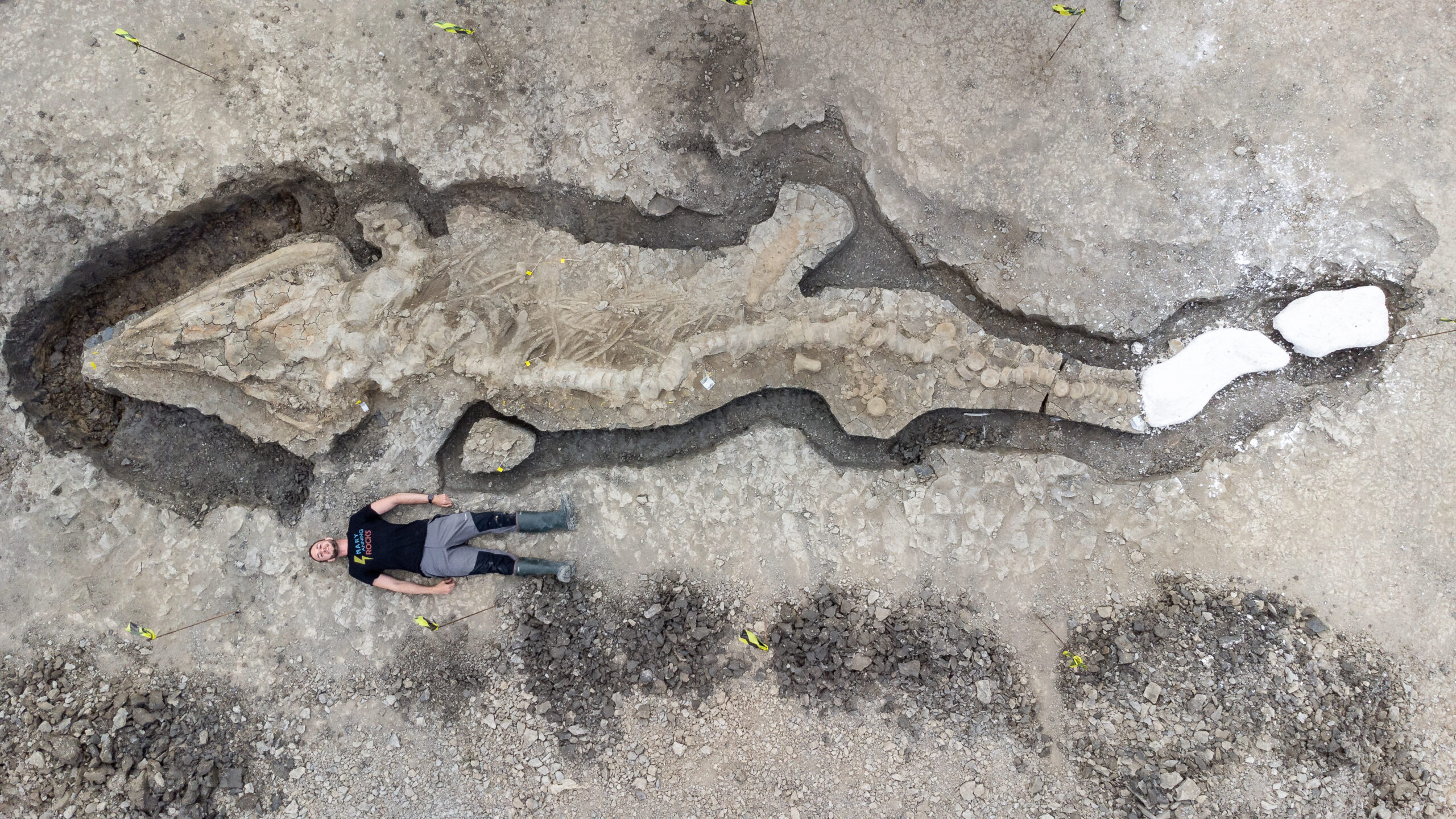 image: man lays next to largest "sea dragon" fossil discovered.