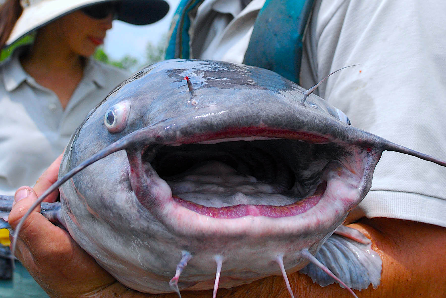 image: Blue catfish with mouth facing the camera.