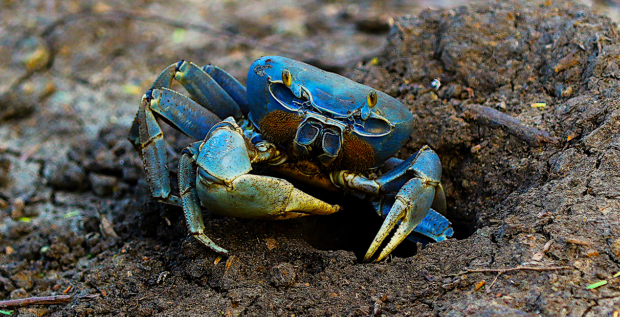 image: blue land crab emerging from hole.