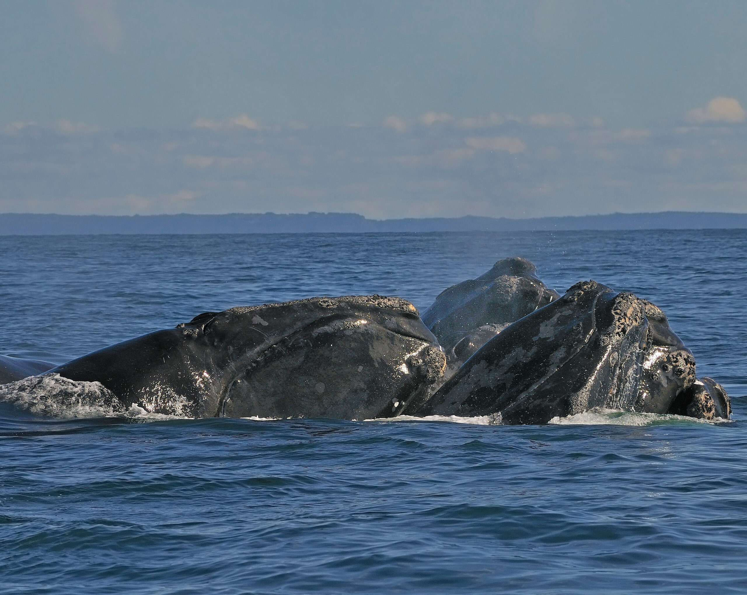 Are Fishing and Boating Regulations Protecting Endangered Whales ...