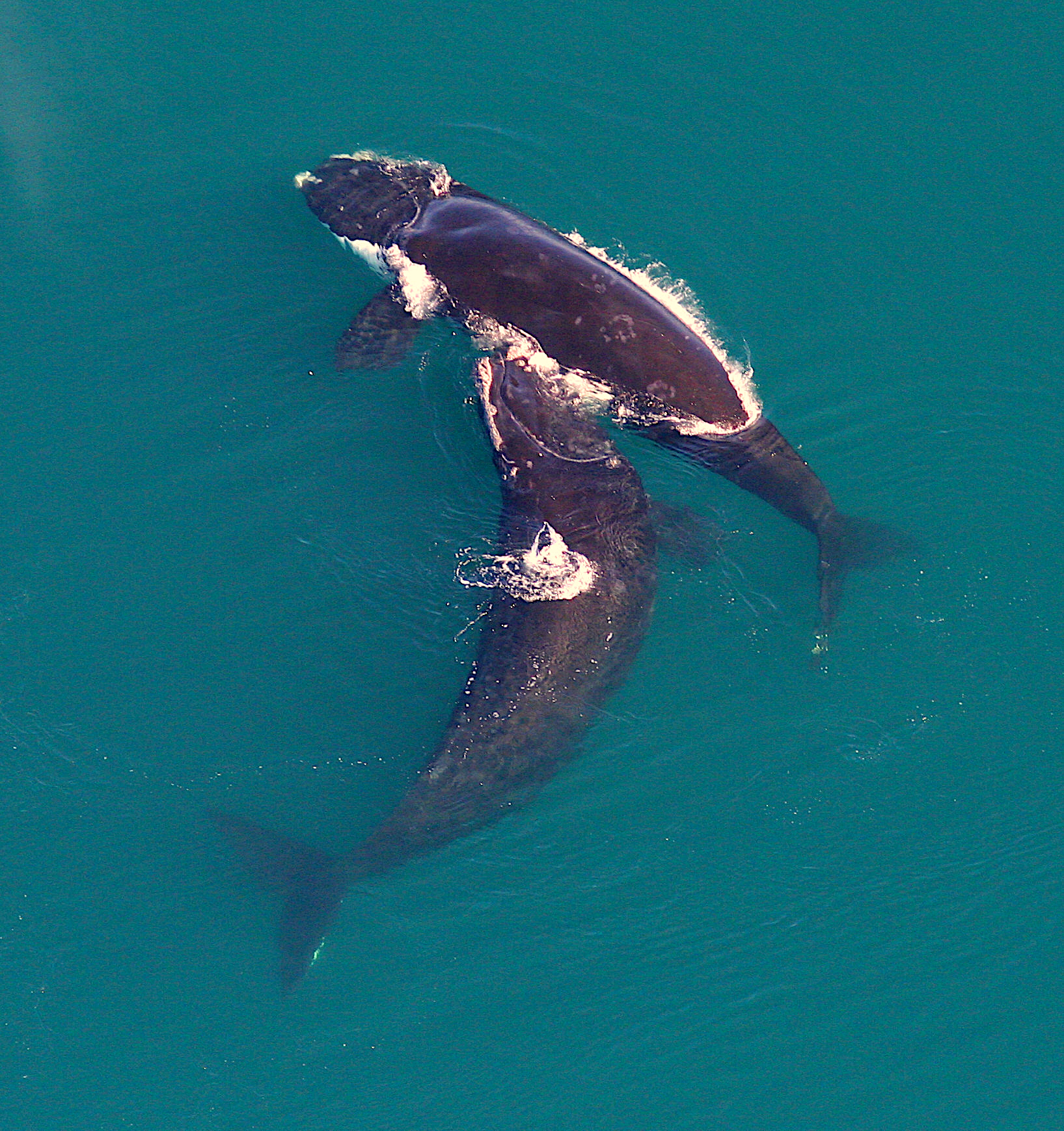 image: two right whales breech the ocean surface.