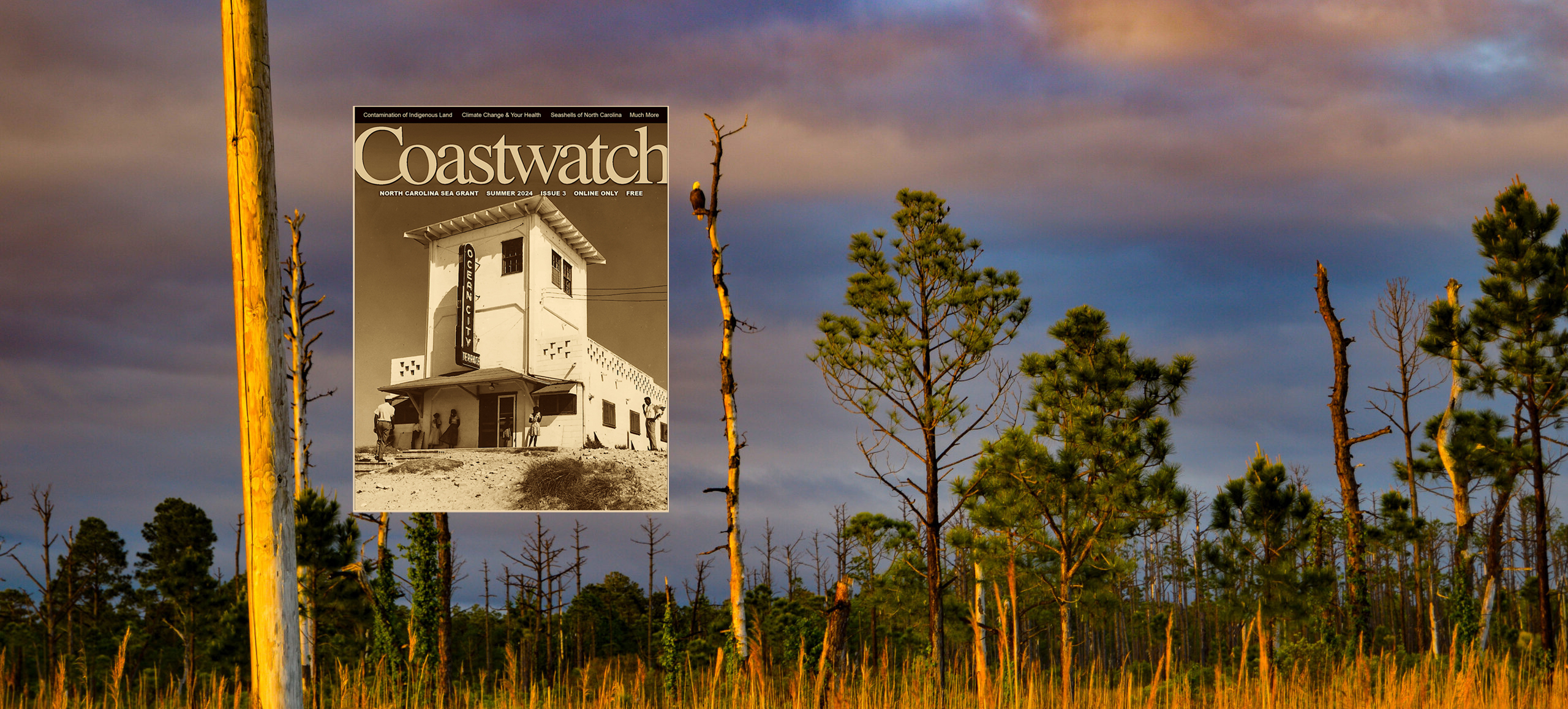 image: Coastwatch Summer 2024 cover superimposed over a ghost forest.