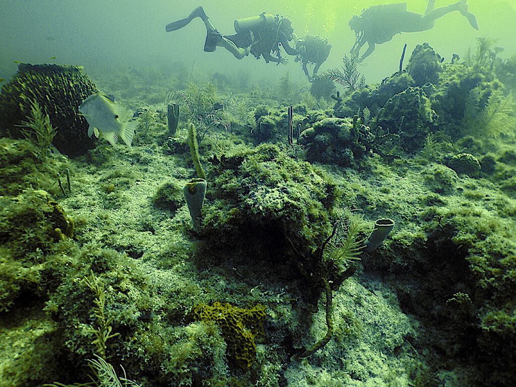 image: barrel sponge reef.