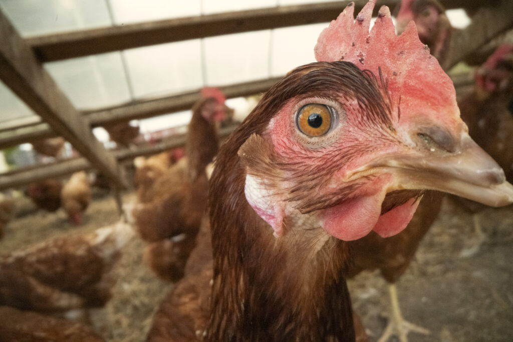 Close-up of a chicken's face inside a barn.