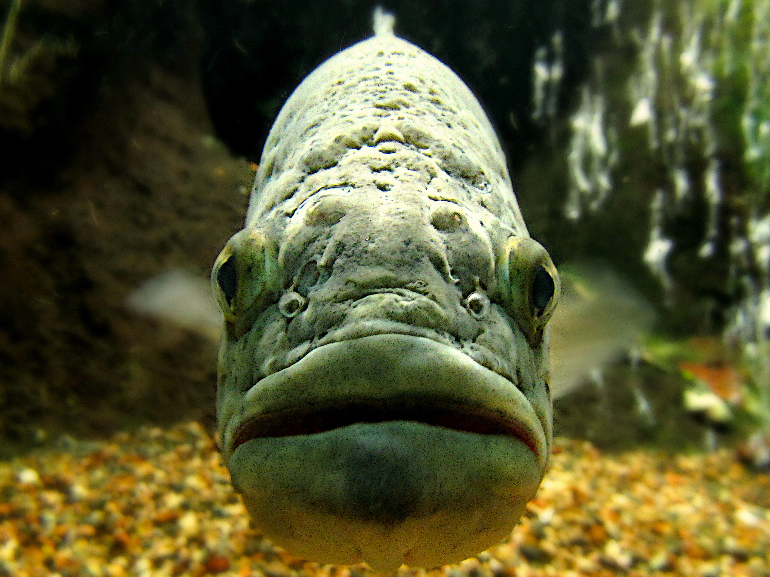 image: largemouth bass.