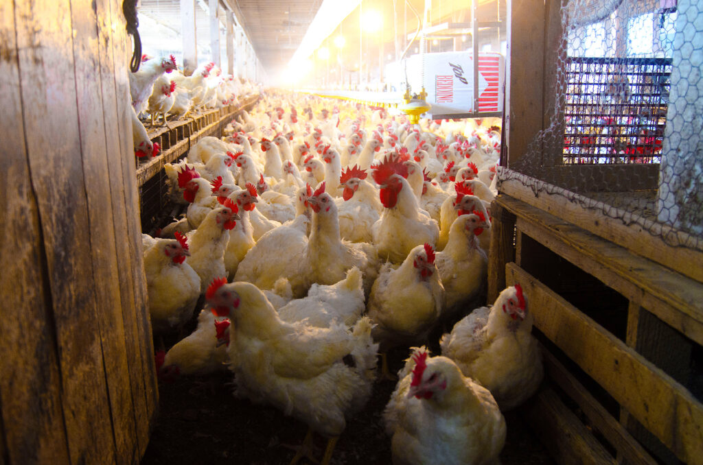 image: inside a chicken farm.