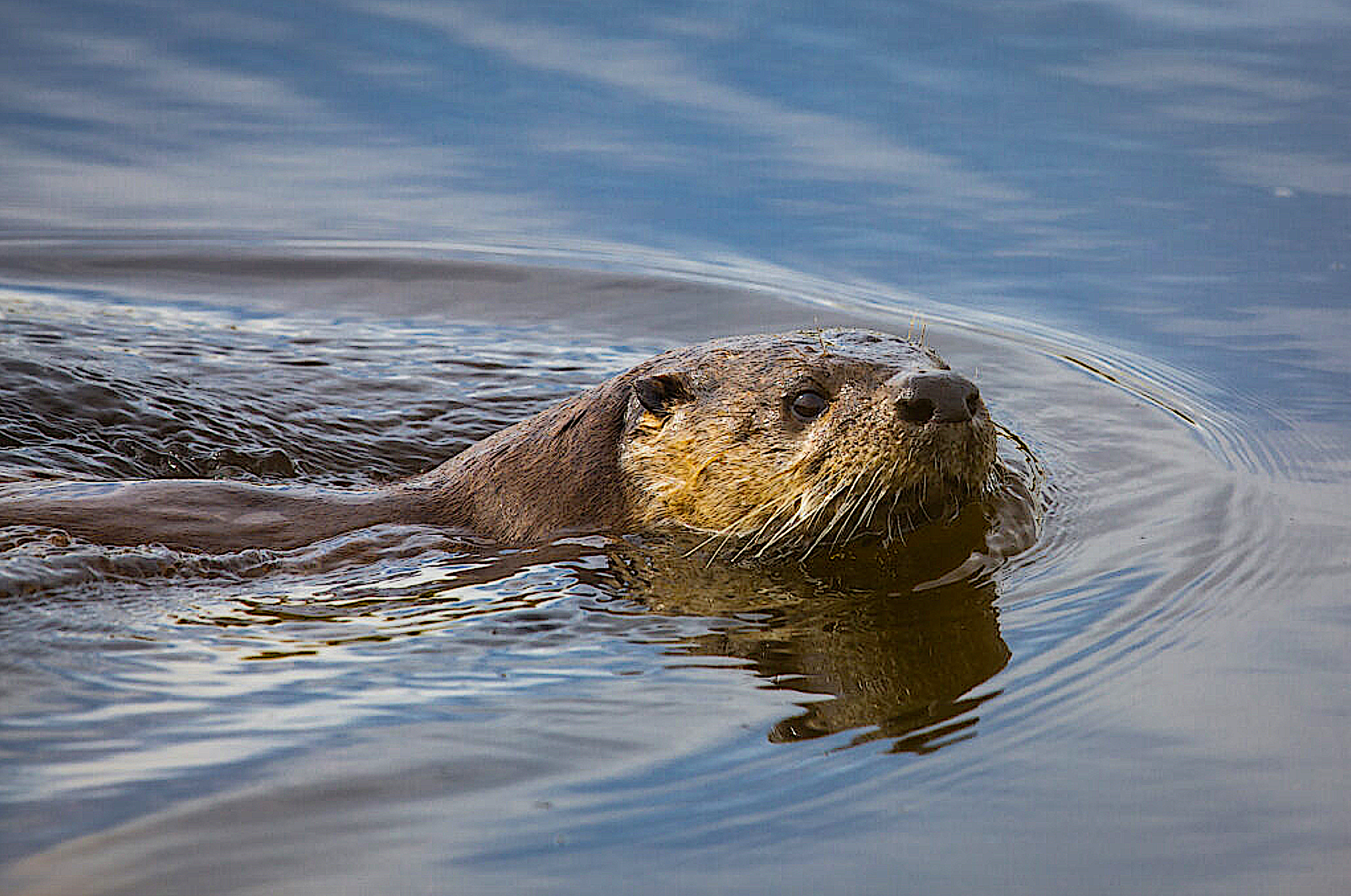 image: River otter.