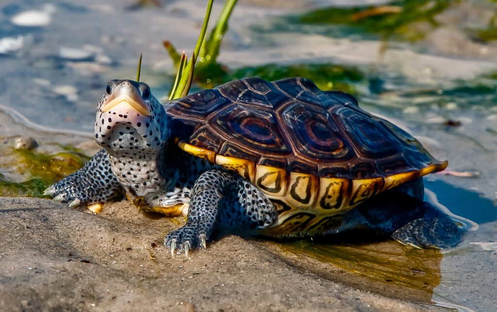 image: Diamondback Terrapin.