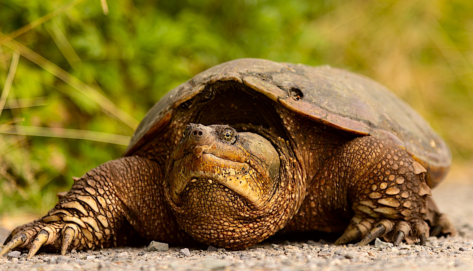 image: snapping turtle.