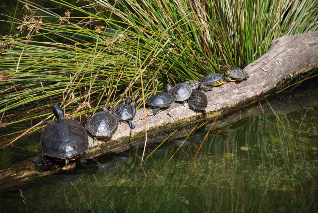 Eastern painted turtles.
