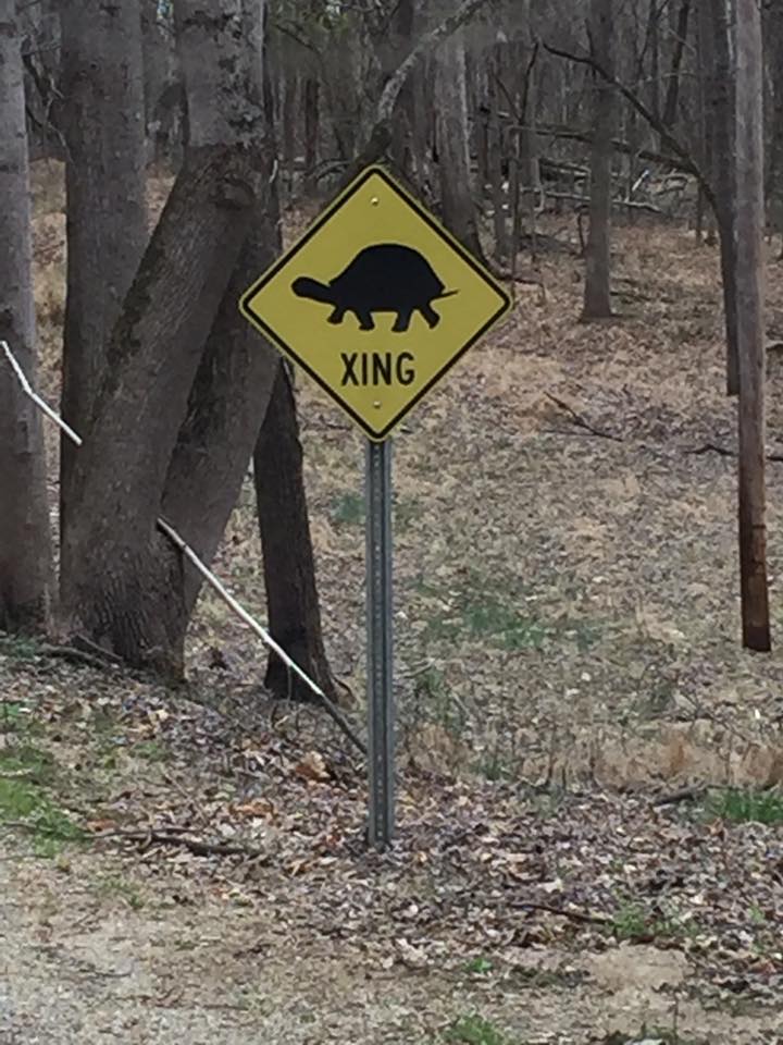 turtle crossing sign.