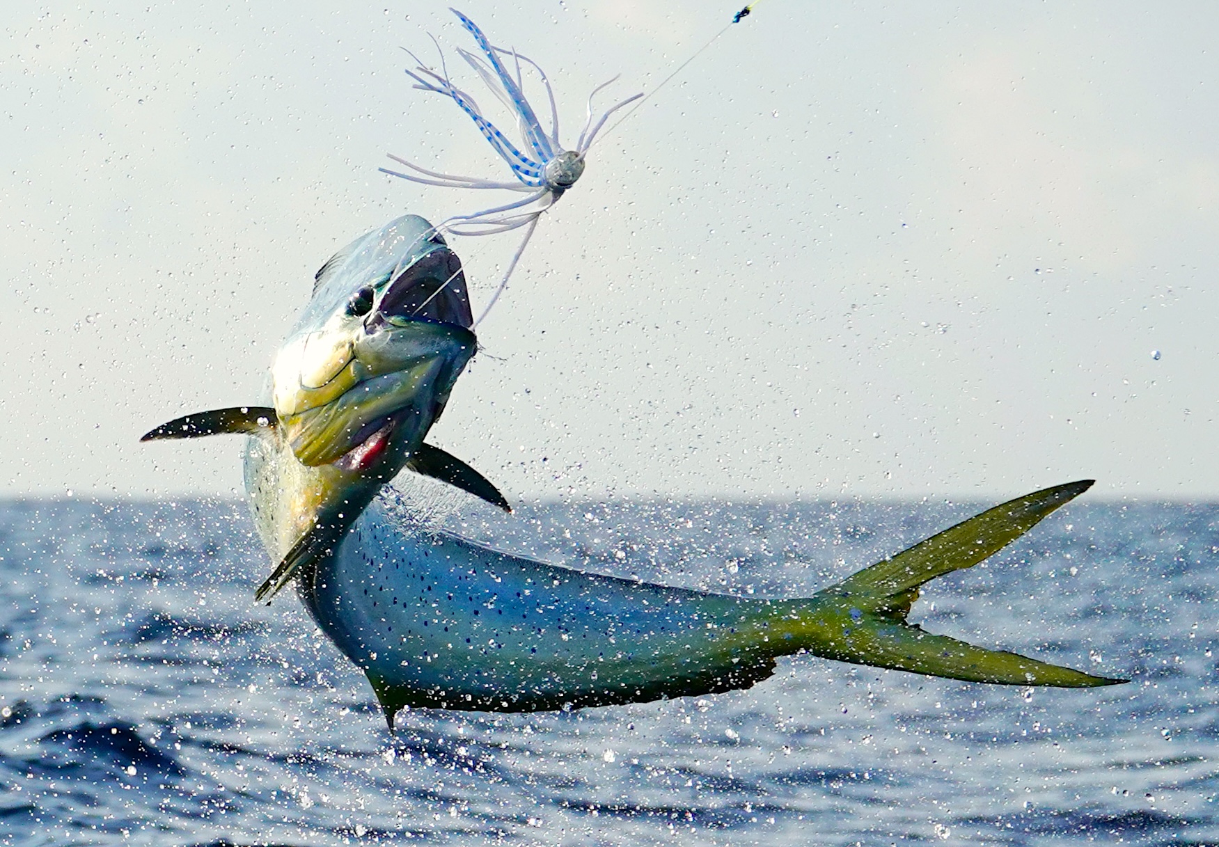 image: dolphinfish.