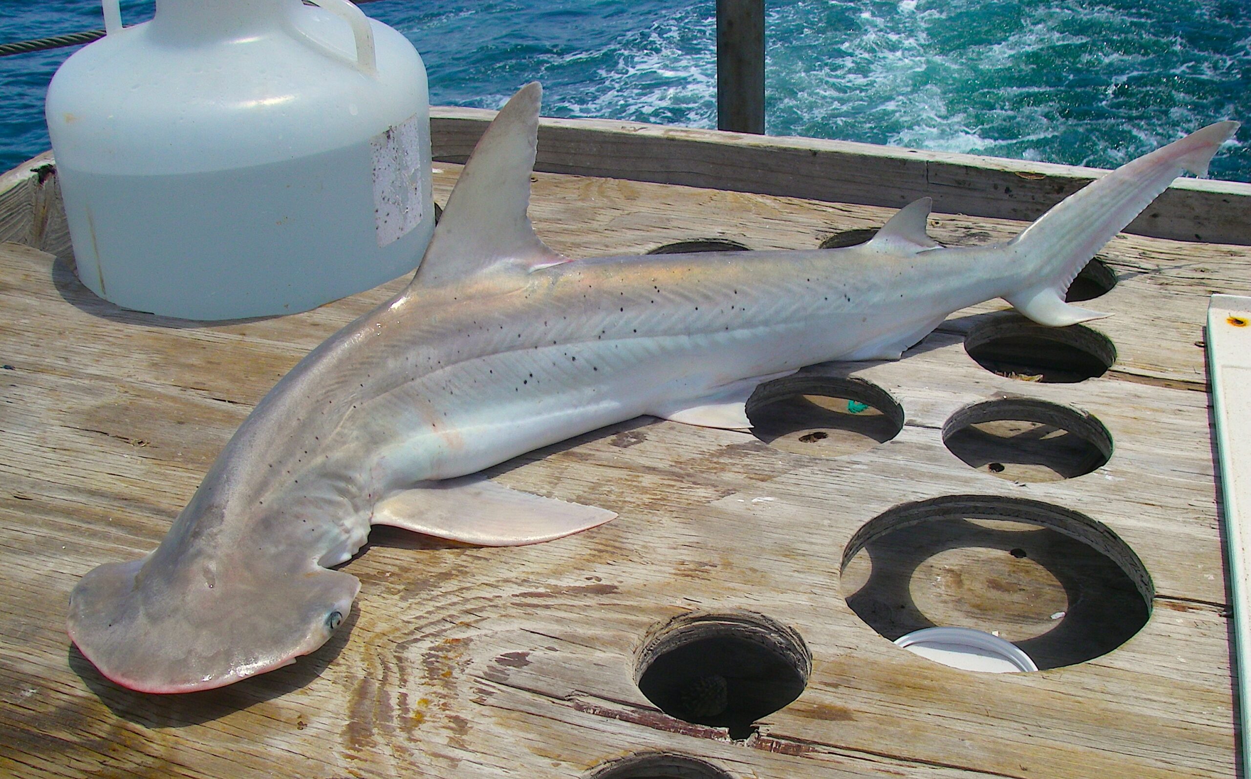 image: bonnethead shark.