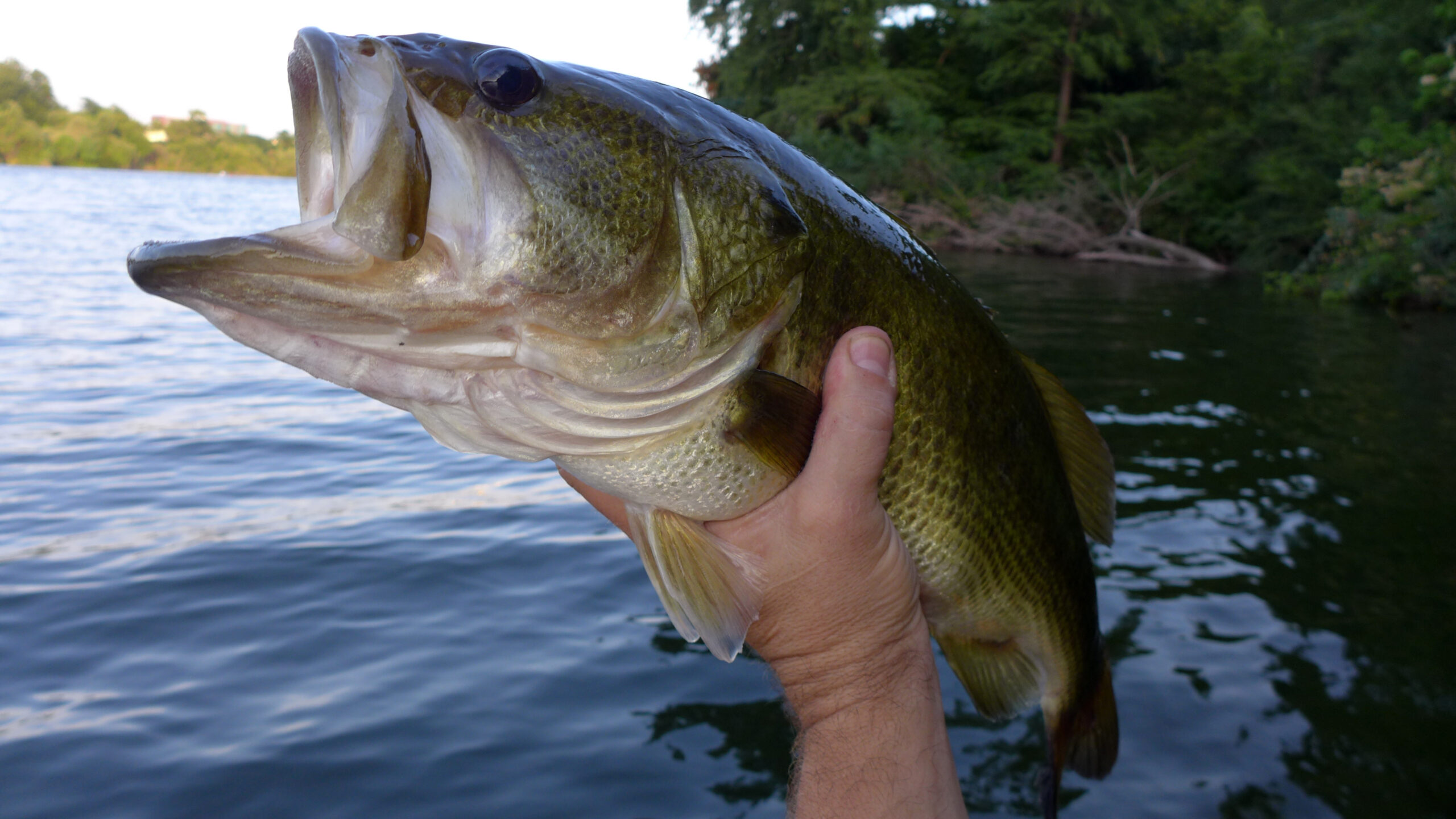 image: bass fishing.