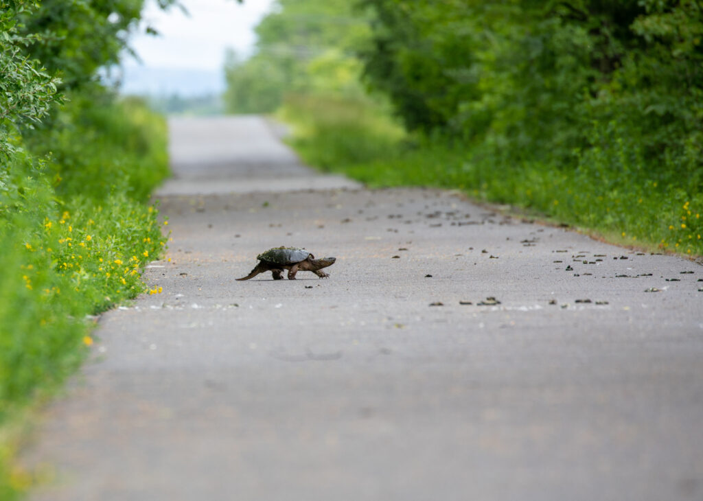 common snapping turtle.