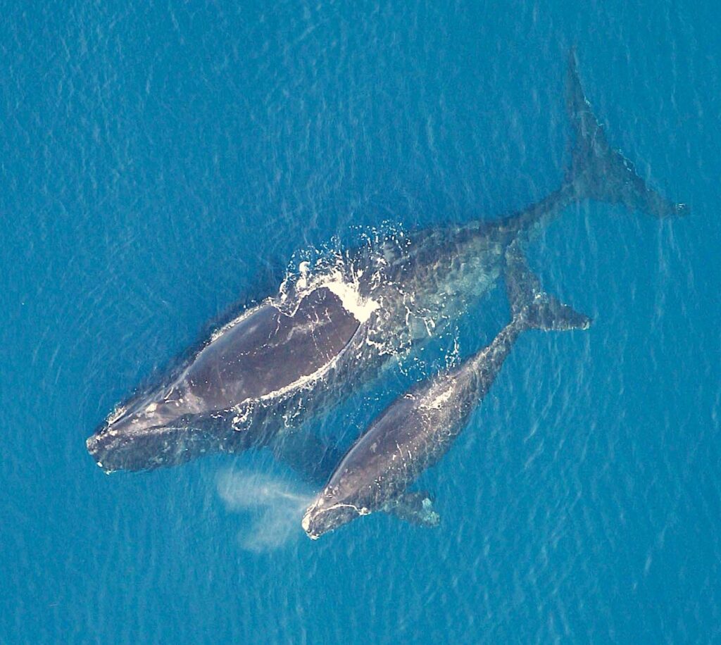 image: right whales (real view).