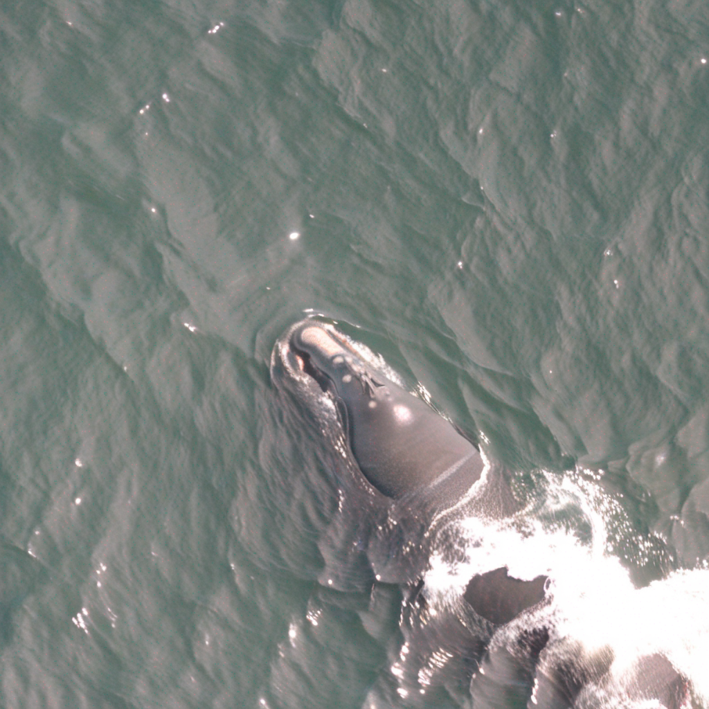 image: A North Atlantic right whale generated by A.I.