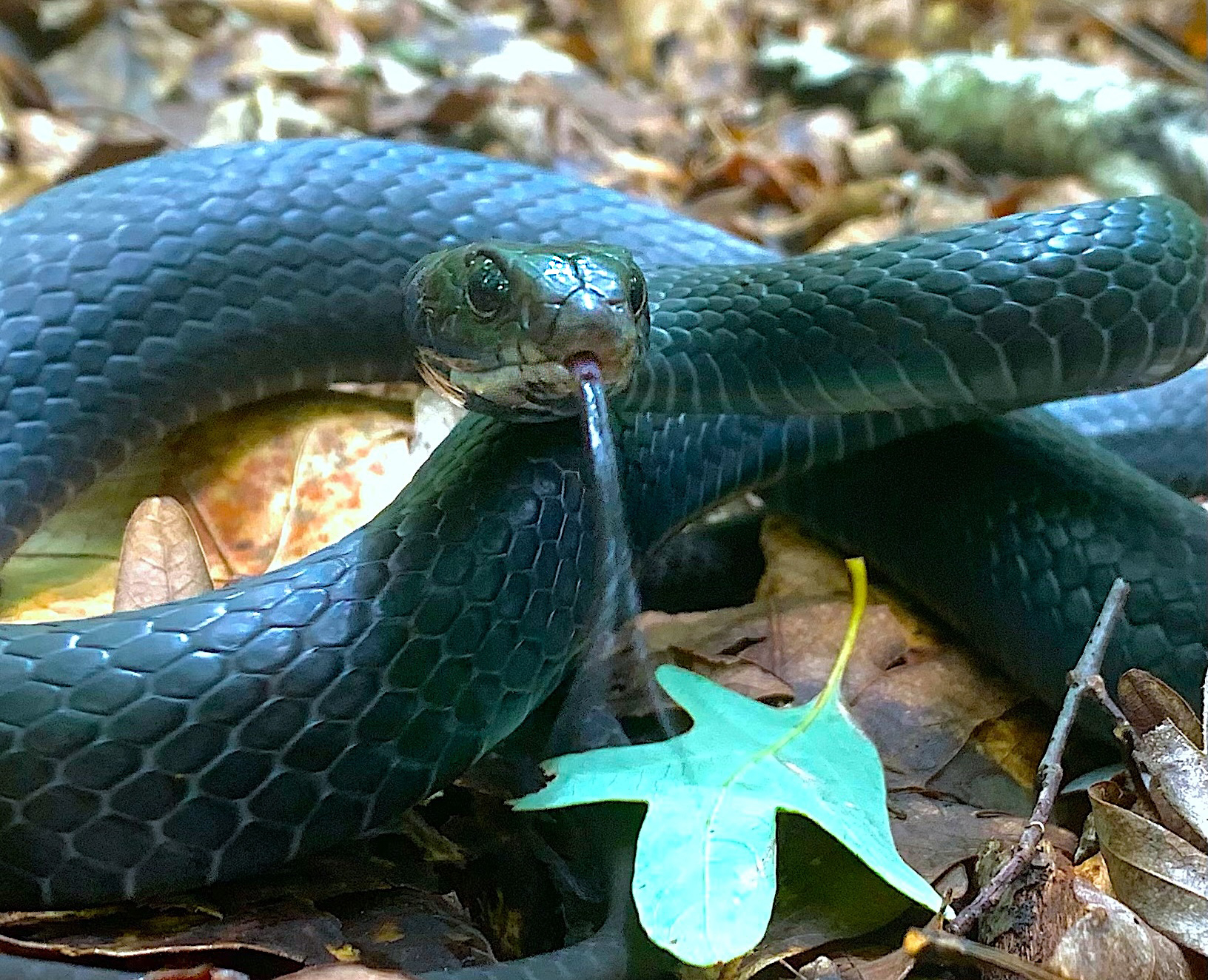 image: black racer.
