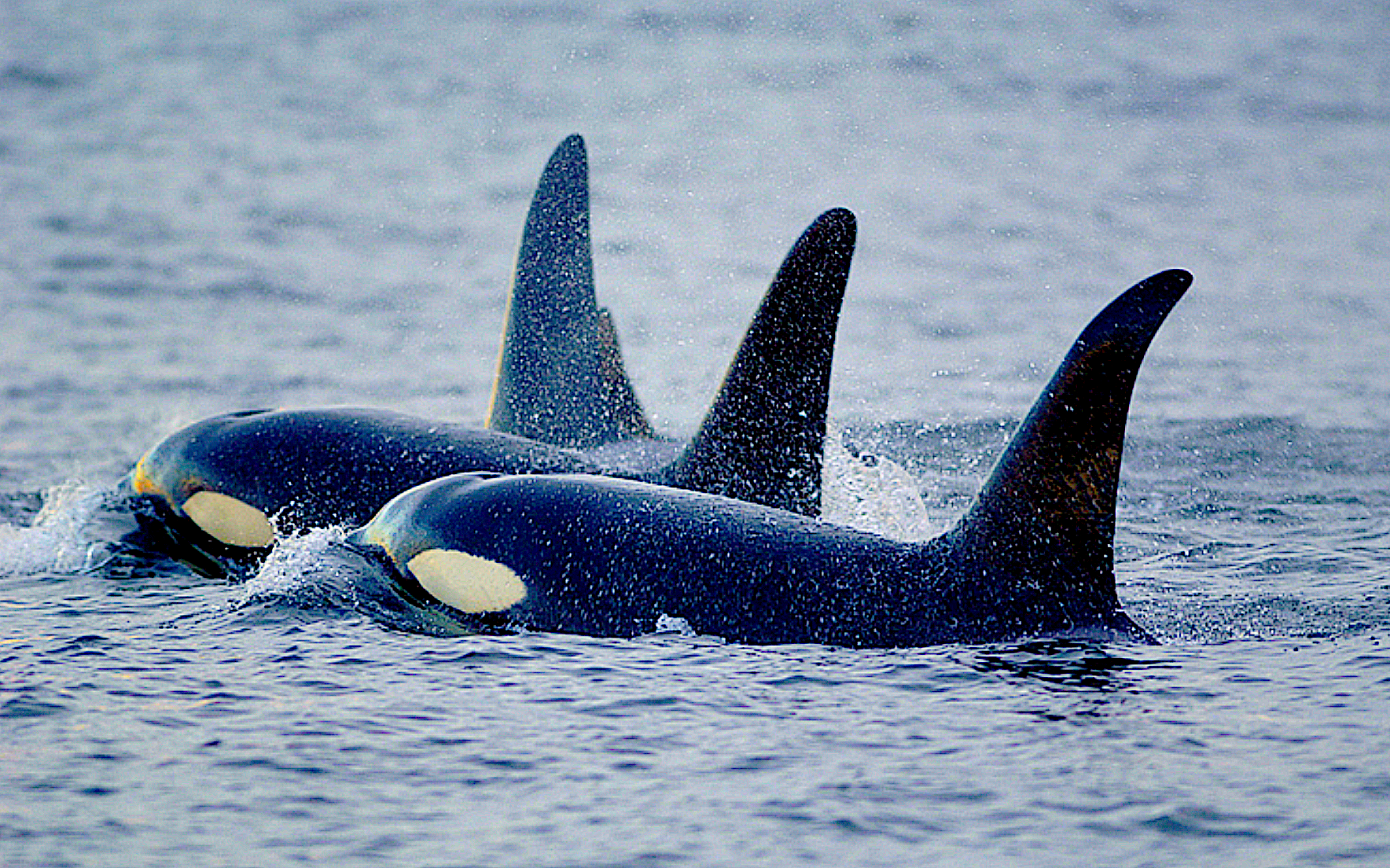 image: three orcas swimming.