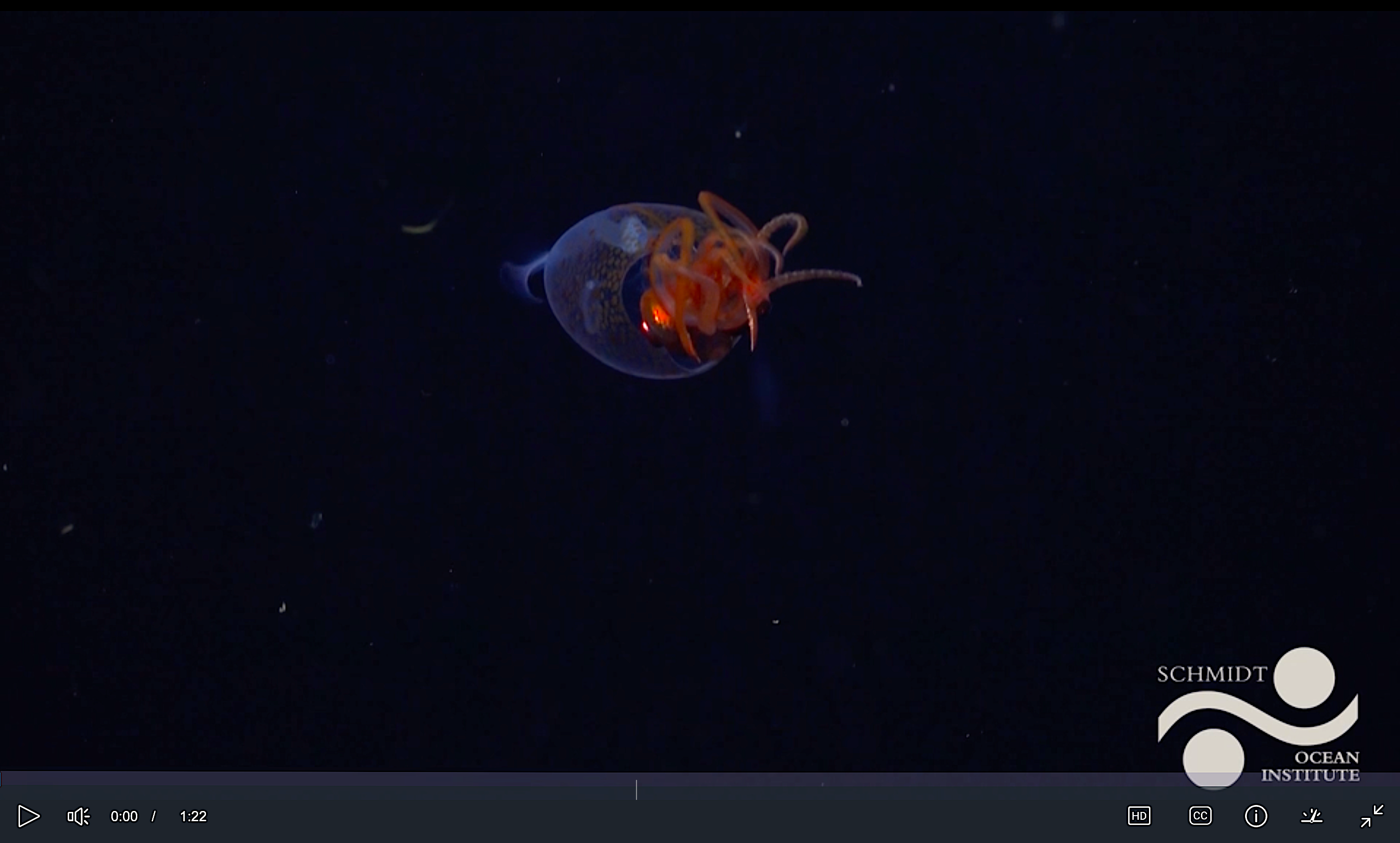 image: colossal squid underwater.