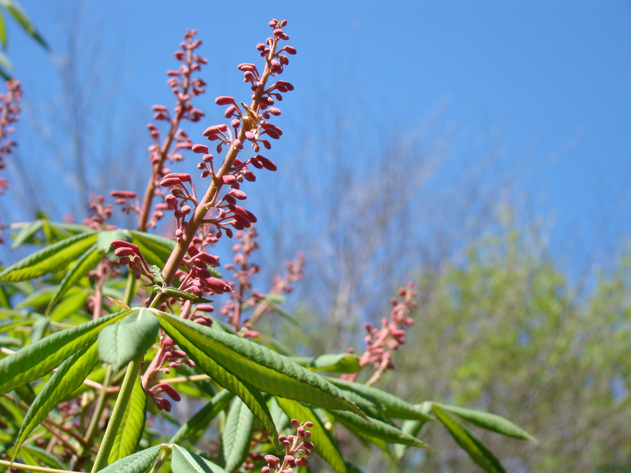 image: flowering plant.