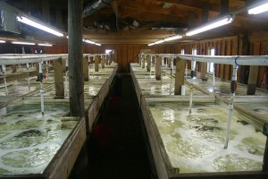Indoor aquaculture tanks. 