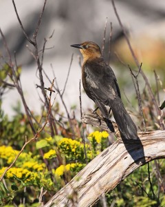 A female boat-tailed grackle.