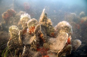 A thriving community of oysters seen uncerwater.