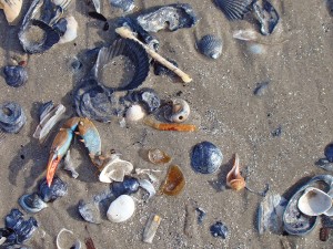 Jingle shells, blue crab claw, moon snail and operculum, or channeled whelk.