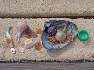 Fishing tackle, a channeled whelk, quahog clams pieces, moon snail opercula, a surf clam, sea urchin test, purse crab and a plastic bottle cap.