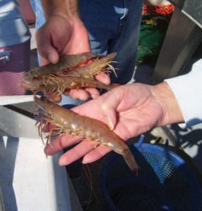 John Broome shows off his shrimp catch from near Wilmington. 
