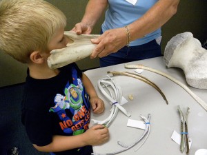 A youngster is fitted for dolphin jawbones.
