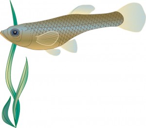 Mosquitofish illustration.