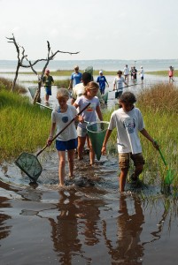 People in a marsh collect samples.