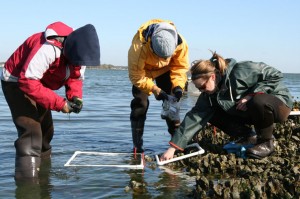 The research team removes algal cover with wire brushes and by hand.