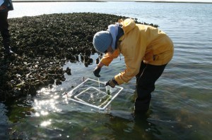 Biologist Abigail Poray collects the algae from within a study site.