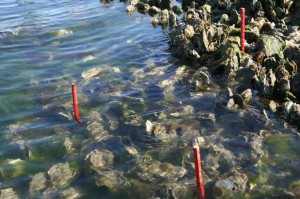 A study site at low tide shows the reef covered with algal mats. 