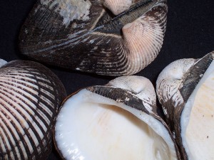 Ponderous ark seashells scattered.