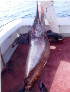 Swordfish caught by Hemilright.