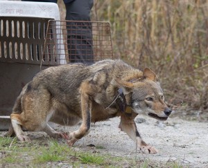 Red wolf with a tracker is released from cage.
