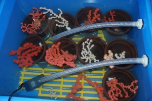 Samples of coral in pots in a holding tank.