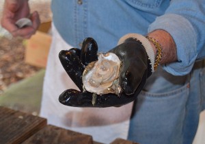 Gloved hand shucks oyster.