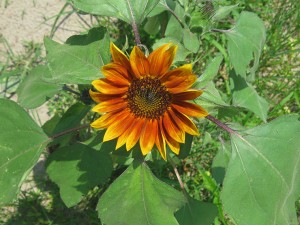 A sunflower thrives in the rich soil of Leggett Organics Farm.