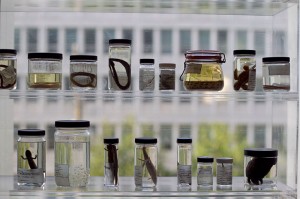 Specimens sit on display in the Nature Research Center. 