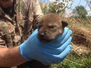 Red wolf pup held by researcher.