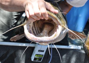 A flathead catfish was found with an adult American shad protruding from its gullet.