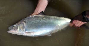 A tagged shad is held in the waters by researchers.