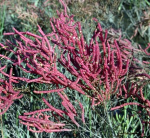 Fiery red in the fall, glasswort adds a salty crunch to salads. 
