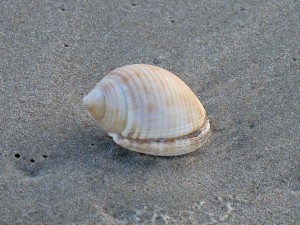 A Scotch bonnet is shown on the beach.