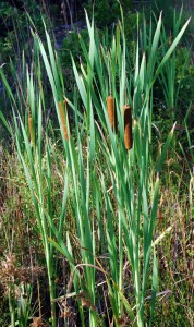 Cattails can be used to make many things, from pancakes to pillow stuffing. 